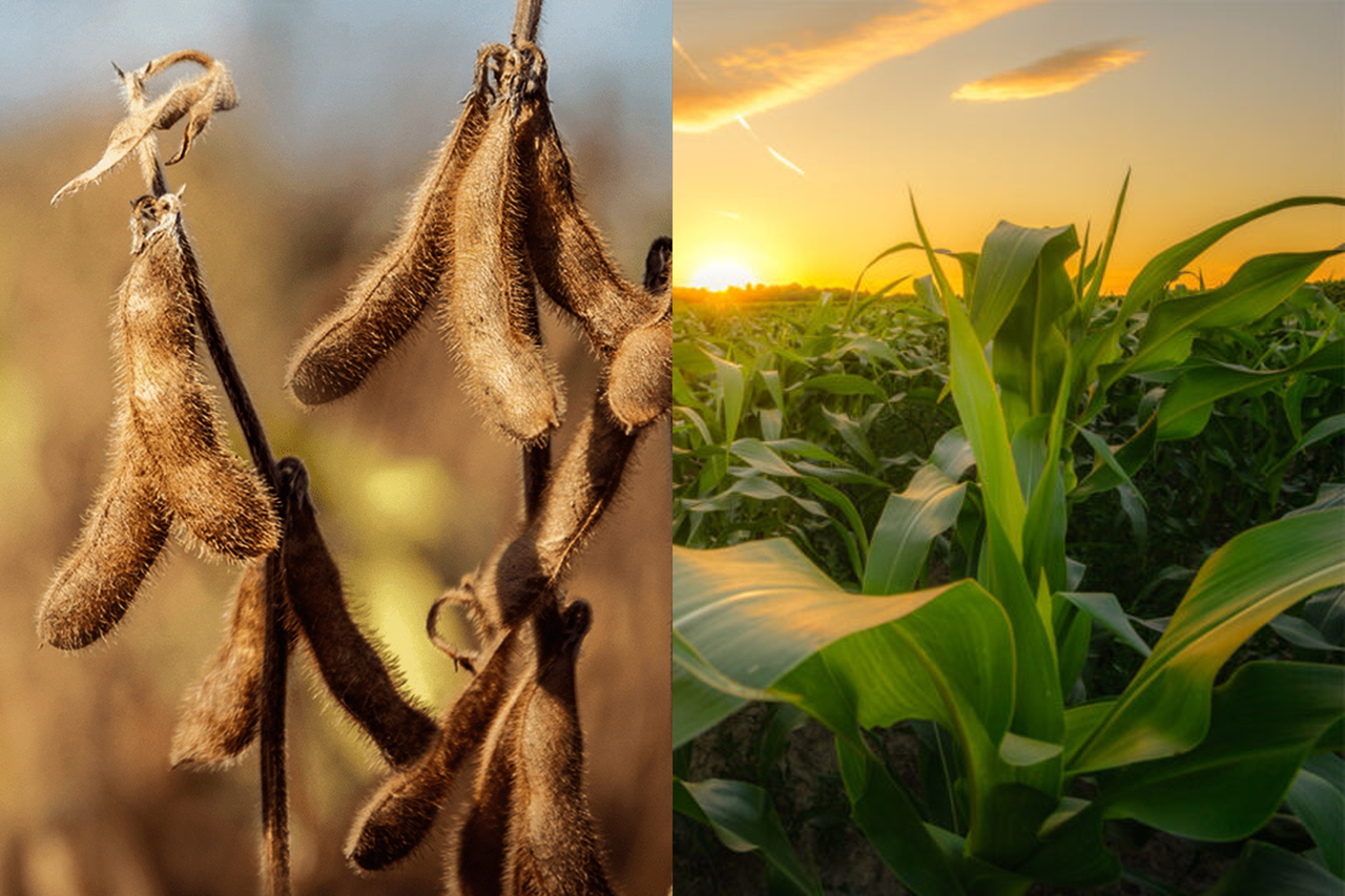 NOVO herbicida pré-emergente para SOJA e MILHO