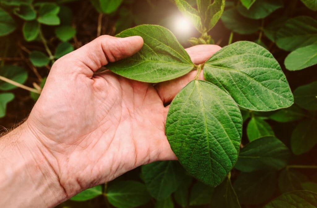 Doenças de solo na soja. Mão de pessoa segurando folha de planta de soja.