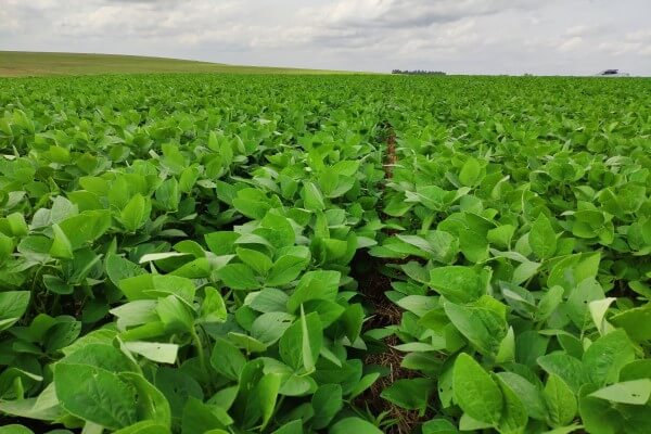 Doenças de solo na soja. Lavoura com plantas de soja.