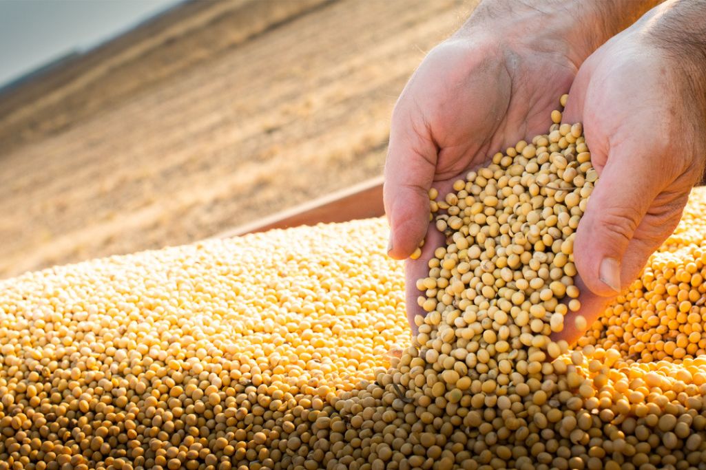 Como está a produtividade de soja por hectare na safra 2023/24?