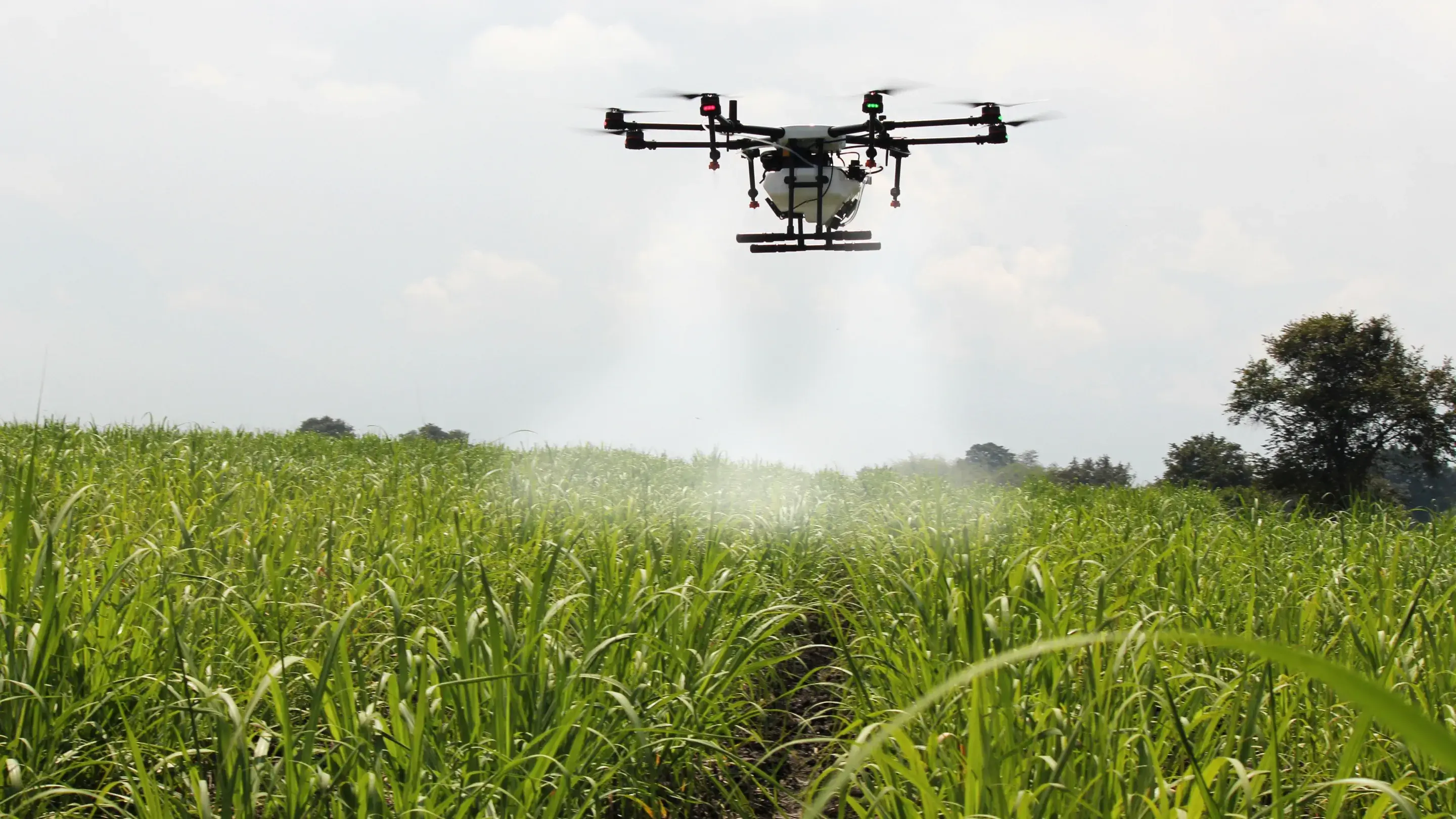 A agricultura e a nova geração: como atrair jovens para o campo?