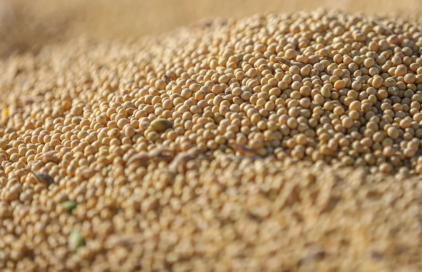 a soja de amanhã nasce aqui!