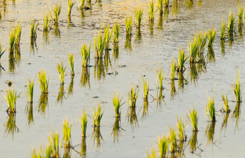Como funciona o seguro agrícola? Solução protege sua lavoura