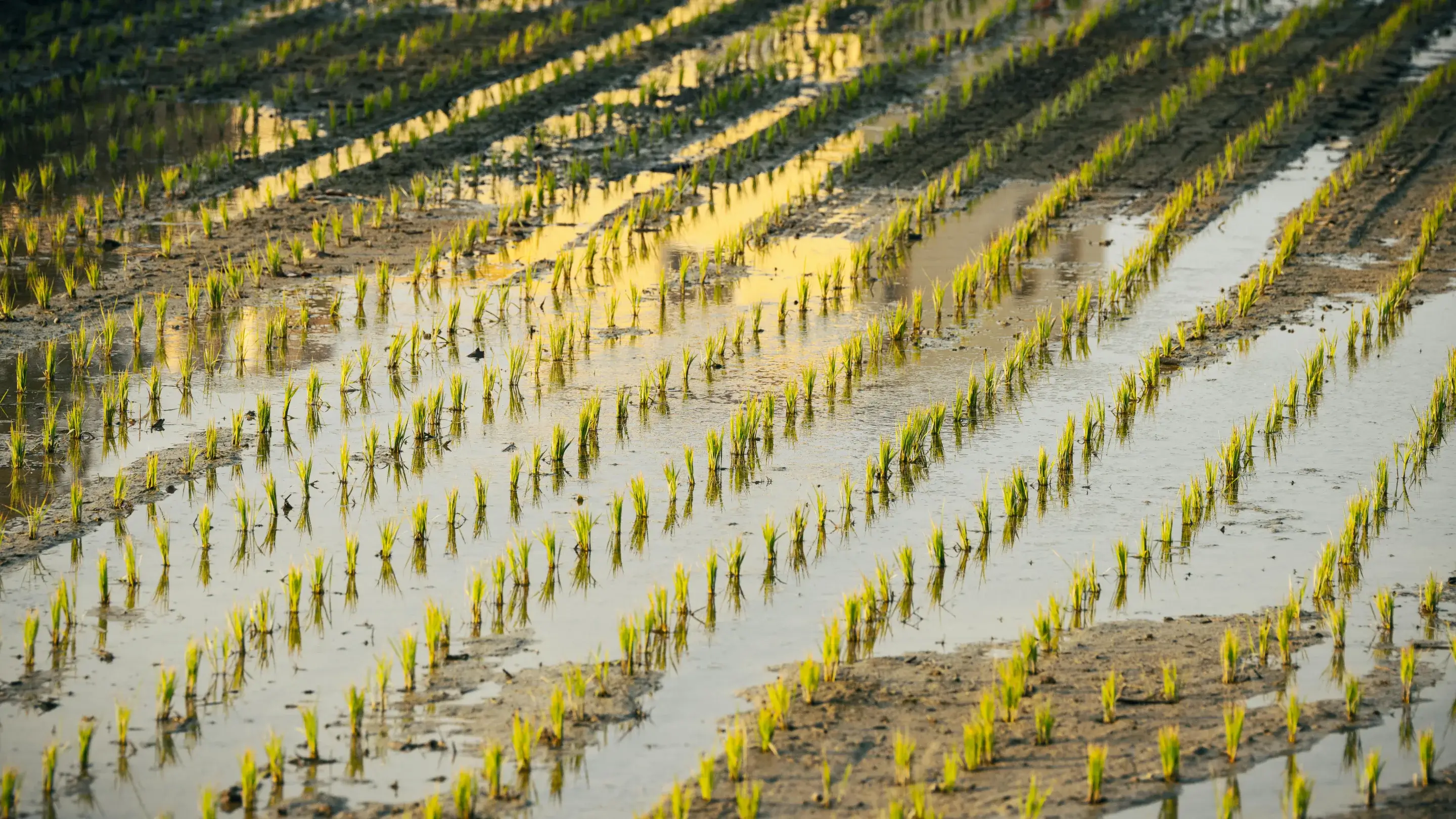 Como funciona o seguro agrícola? Solução protege sua lavoura