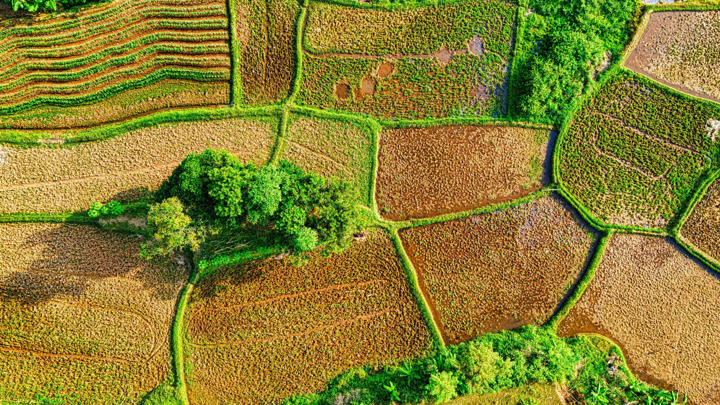 Como usar mapas de colheita para decisões futuras na agricultura de precisão?