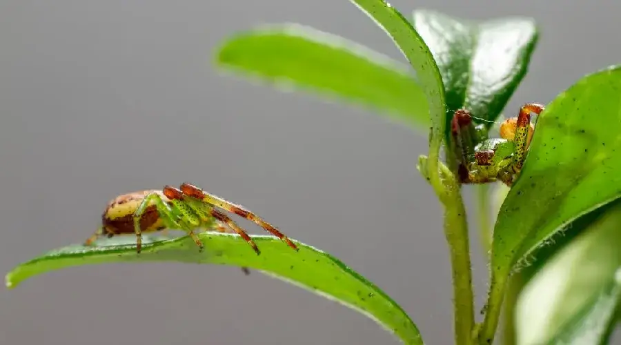 Por que os meus defensivos agrícolas não estão funcionando? Por que os meus defensivos agrícolas não estão funcionando?