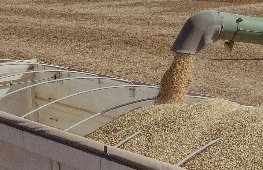 Uso de bactérias e fungos para aumentar a produtividade da soja