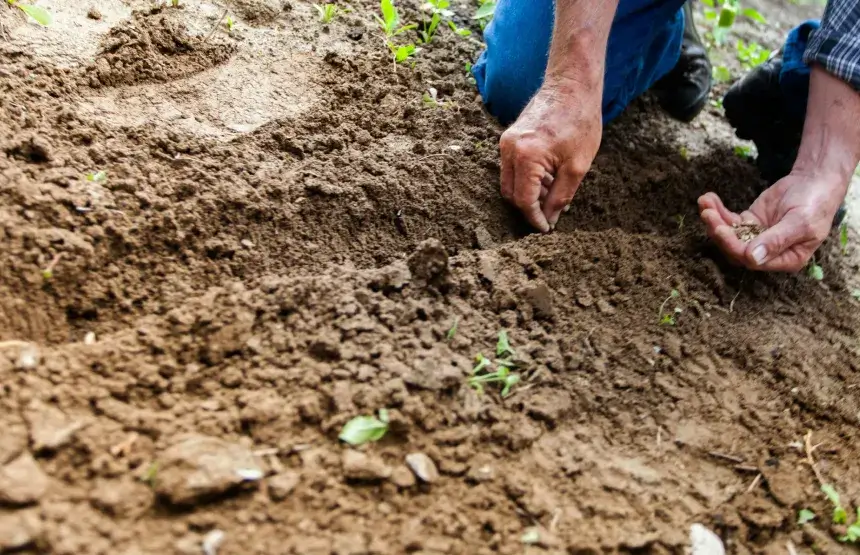 Vantagens e limitações do plantio direto em diferentes tipos de solo