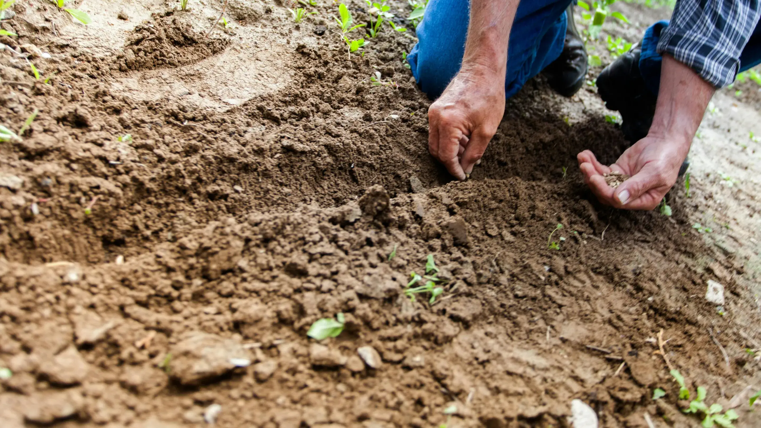 Vantagens e limitações do plantio direto em diferentes tipos de solo